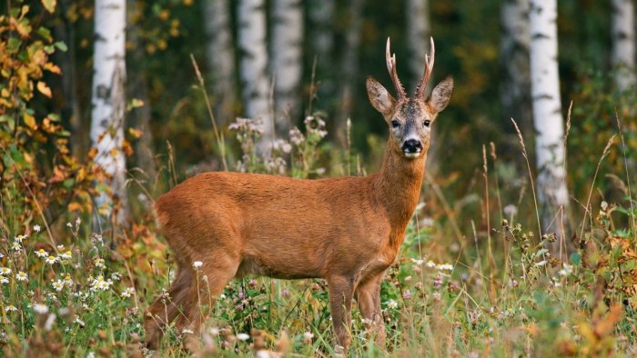 European roe deer - Country Club «Tumanovo»